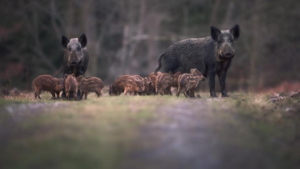 Zwei Wildschweine und zahlreiche Frischlinge auf einem Waldweg