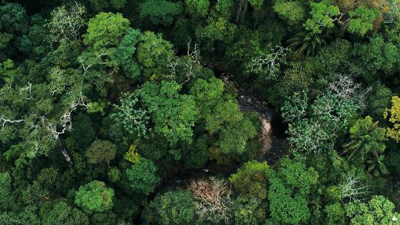 Bilck auf einen Regenwald aus Vogelperspektive