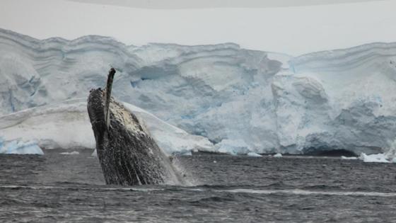 Auftauchender Wal vor einem Eisberg