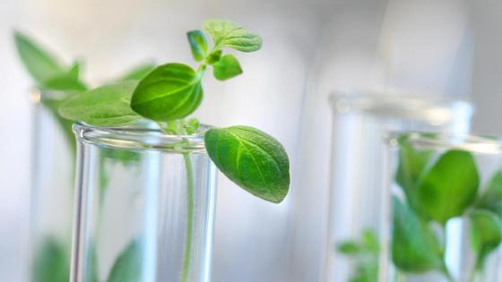 Ausschnitt aus der Titelseite des Förderprogramms Nachwachsende Rohstoffe: Pflanzen im Reagenzglas