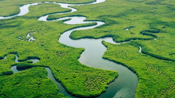 Aus Vogelperspektive: Ein Fluss schlängelt sich durch einen Regenwald. 