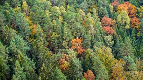 Mischwald von oben im Herbst