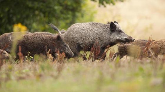 Eine Rotte Wildschweine mit Frischlingen läuft über eine Wiese.