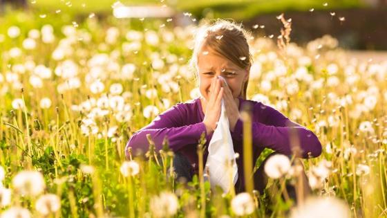 Mädchen auf einer Wiese mit Pusteblumen putzt ihre Nase