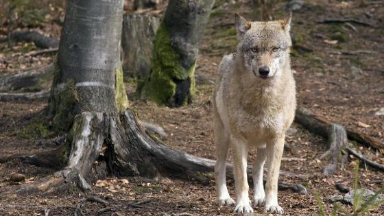 ein Wolf steht im Wald und schaut in Richtung Kamera